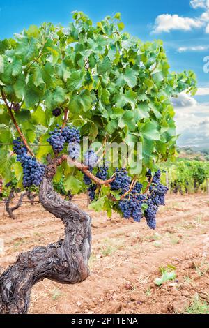 Cannonau-Trauben. Majestätischer alter Weinstock, mit Trauben von reifen Trauben, die zwischen den Blättern an den Zweigen hängen. Traditionelle Landwirtschaft. Sardinien. Stockfoto