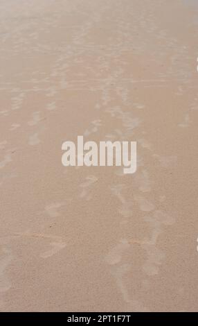 Schritte auf Sand. Fußabdrücke am Sandstrand. Puri Orissa Indien. Stockfoto