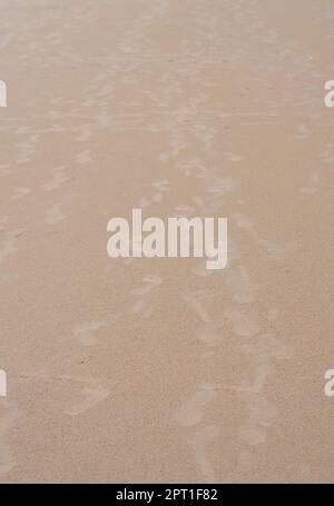 Schritte auf Sand. Fußabdrücke am Sandstrand. Puri Orissa Indien. Stockfoto