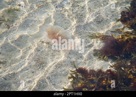 Feuerquallen an der Küste, die im Salzwasser schwimmen. Sand im Hintergrund in Wellenmuster. Tierfoto aus der Natur Stockfoto