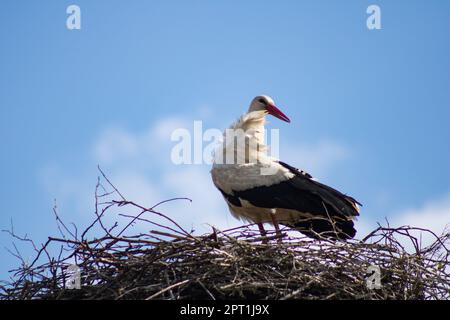 Frühling und weißer Storch am blauen Himmel. 28.04.2023 Bialystok Polen. Schwarzer und weißer Storch im Frühling auf dem Nest. Stockfoto