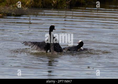 Fulica atra, Blässhuhn, Blässralle, eurasische Muschi, gewöhnliche Muschi Stockfoto