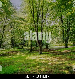 Epping Forest Woods im Frühling Stockfoto