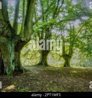 Epping Forest Woods im Frühling Stockfoto