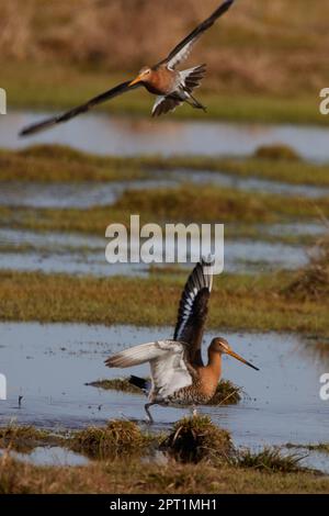 Limosa limosa, Uferschnepfe, Greta, Schwarzschwanzgott Stockfoto