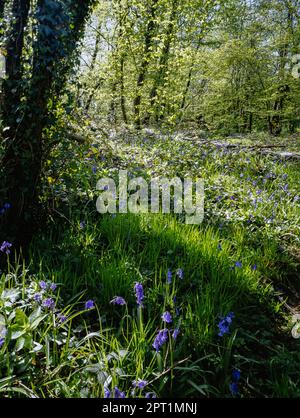 Bluebell Wald im Frühjahr Stockfoto