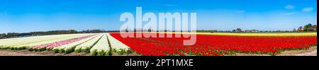 Felder mit bunten Tulpen in Lisse, Holland Stockfoto