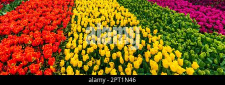 Bunte Tulpen in Amsterdam - Hintergrund mit selektivem Fokus Stockfoto