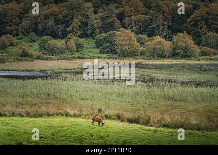 Zwei Hirschen oder Runen grasen auf dem grünen Feld in Glendalough mit Wald, See und Bergen im Hintergrund, Wicklow, Irland Stockfoto