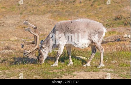 Rentierfütterung auf der arktischen Tundra in der Nähe von Longyearbyen auf den Svalbard-Inseln in Norwegen Stockfoto