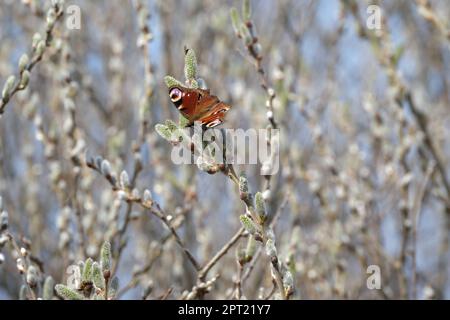 Pfau-Schmetterling auf einer Katze, bunter Schmetterling auf einer blühenden Weide, Makro-Nahaufnahme. Schmetterling in natürlicher Umgebung. Stockfoto