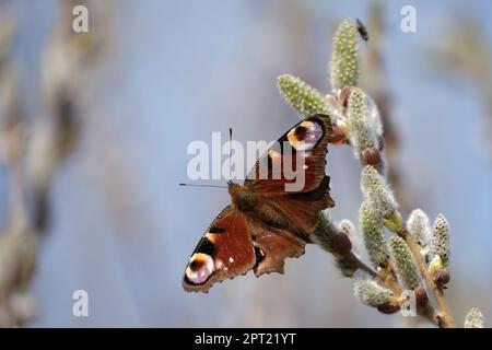 Pfau-Schmetterling auf einer Katze, bunter Schmetterling auf einer blühenden Weide, Makro-Nahaufnahme. Schmetterling in natürlicher Umgebung. Stockfoto