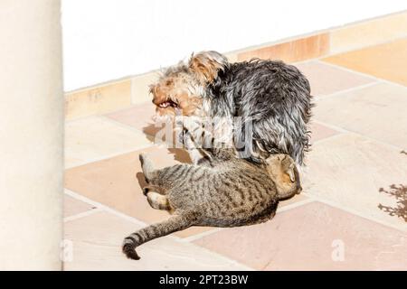 Kampf zwischen Katze und Hund Stockfoto