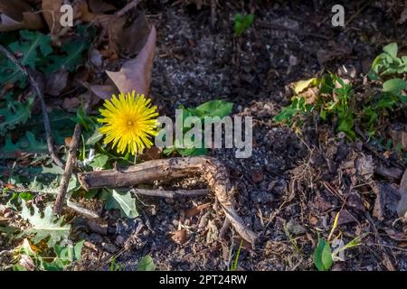 Eine neue gelbe Löwenzahnblume, die nahe am Boden wächst und von Zweigen und Pflanzen umgeben ist. Stockfoto