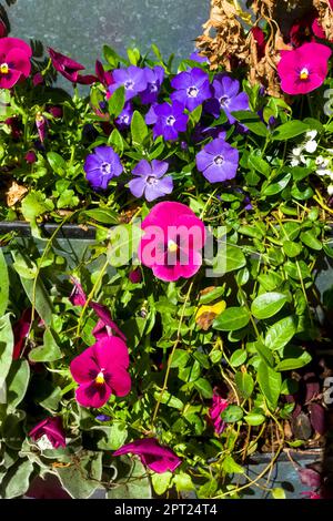 Ein vertikaler Blick auf die im Frühjahr in der Stadt gepflanzten Perlblumen und Weichblumen. Stockfoto