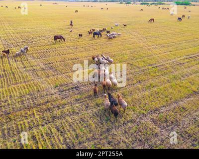 Eine Herde Schafe, Widder, Lämmer und Pferde grasen auf einer Wiese. Wandern und Beweiden von Haustieren auf der Farm und Ranch. Vieh frisst Gras auf einer Lichtung. Stockfoto