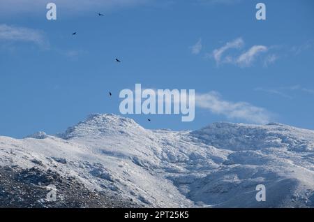 Geier steigen über verschneite Gipfel der Sierra de Gredos. La Garganta, Ambroz Valley, Extremadura, Caceres, Spanien Stockfoto