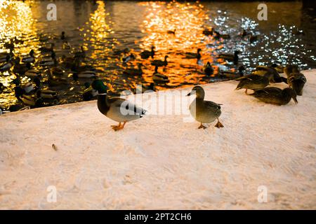 Winterporträt einer Ente in einem öffentlichen Winterpark. Entenvögel stehen oder sitzen im Schnee. Vogelzug. Enten und Tauben im Park A Stockfoto