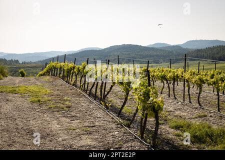 Weinberg an einem sonnigen Frühlingstag Stockfoto