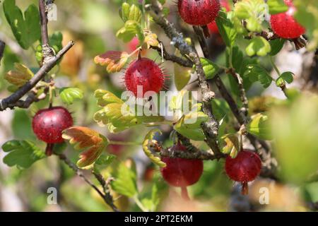 Stachelbeere, Ribes uva crispa unbekannter Sorte, reife rote Frucht in Nahaufnahme mit einem verschwommenen Hintergrund aus Blättern. Stockfoto