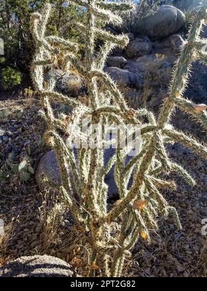 Cholla Cactus mit Hintergrundbeleuchtung in den Sandia Mountains in Albuquerque, New Mexico Stockfoto