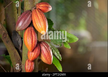 Nahaufnahme der Kakao-Erntegutschote mit unscharfem Hintergrund des Betriebs Stockfoto