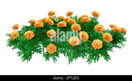 3D Rendering von Ringelblumen oder Tagetes Patula isoliert auf weißem Hintergrund Stockfoto