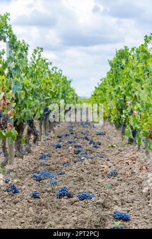 Reduzierung der Reifegrauben zur Erzeugung von Weinen höchster Qualität in Bordeaux, Frankreich Stockfoto