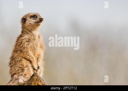 Erdmännchen auf sandigem Boden (Suricata suricatta) oder suricate Stockfoto