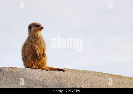 Erdmännchen auf sandigem Boden (Suricata suricatta) oder suricate Stockfoto