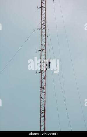Männer klettern auf die Antenne. Um das Gerät zu installieren Stockfoto