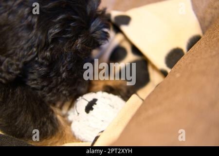 Goldendoodle Welpe schaut auf sein Spielzeug. Verspielter Hund, niedliches Tierfoto. Hybrid-Hund, der keine Allergie gegen Tierhaare verursacht. Schwarzer und brauner Mantel. Stockfoto