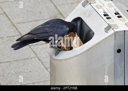 Eine Krähe sitzt auf einer Mülltonne und sucht nach Nahrung Stockfoto