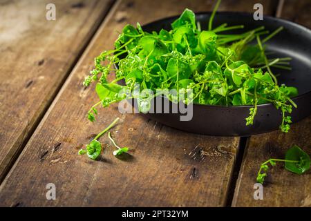 Minersalat, Winterpurslane (Claytonia perfoliata), sehr leckeres Gemüse, das dank Frostbeständigkeit auch im Winter angebaut werden kann Stockfoto