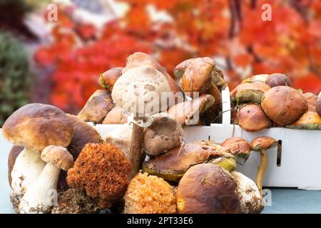 Essbare Waldpilze im Herbst. Selektiver Fokus auf verschiedene Arten von Pilzen wie Steinpilzen, Kastanien und Sonnenschirmen auf einem Tisch und Korb über Stockfoto