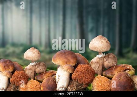 Essbare Waldpilze im Herbst. Selektiver Fokus auf verschiedene Arten von Pilzen wie Steinpilzen, Kastanien und Sonnenschirmen über verschwommenem Wald. Stockfoto