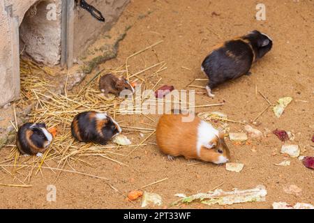 meerschweinchen im ZOO Jihlava, Tschechische Republik Stockfoto