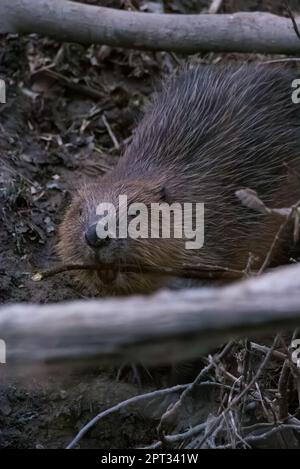 Eurasischer/Europäischer Biber (Castor Fiber) auf River Tay, Perthshire, Schottland, Vereinigtes Königreich. Stockfoto