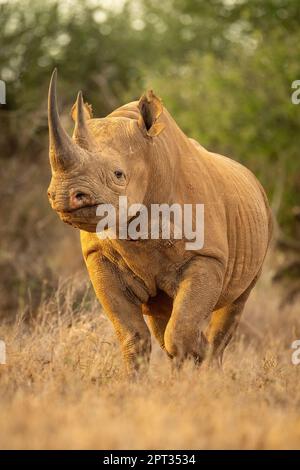 Schwarzes Nashorn läuft durch die Grasäuggekamera Stockfoto