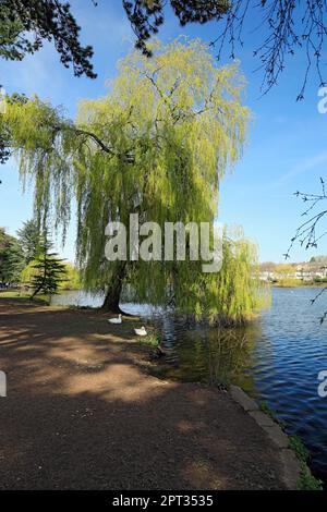 Weinende Weide (Salix Babylonica) Baum Roath Park Lake, Cardiff, Südwales, UK. Stockfoto