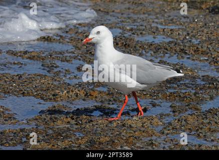 Silbermöwe (Larus novaehollandiae) Erwachsener beim Spaziergang am Ufer von North Stradbroke Island, Queensland, Australien. März Stockfoto