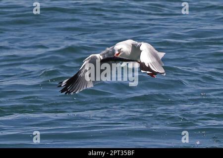 Silbermöwe (Larus novaehollandiae), Erwachsener, der mit Fisch in Bill North Stradbroke Island, Queensland, Australien, vom Meer abfliegt. März Stockfoto