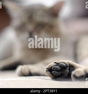Traurig tabby Katze liegend auf einem weichen Sofa im Freien aufliegt und mit Pfote im Fokus im Vordergrund und Fang in Defokussierungseffekt Stockfoto