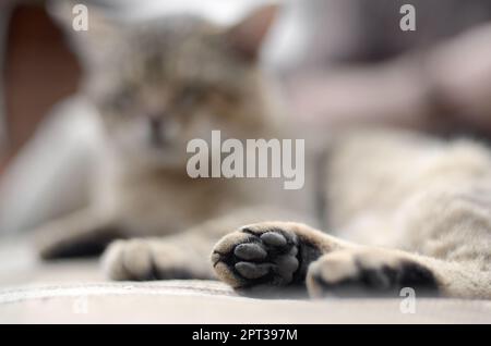 Traurig tabby Katze liegend auf einem weichen Sofa im Freien aufliegt und mit Pfote im Fokus im Vordergrund und Fang in Defokussierungseffekt Stockfoto