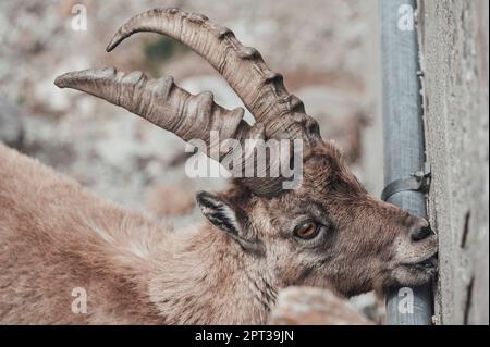 Im oberen Gesso-Tal weidende Zweige (Cuneo, Piemont, Italien) Stockfoto