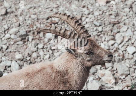 Im oberen Gesso-Tal weidende Zweige (Cuneo, Piemont, Italien) Stockfoto