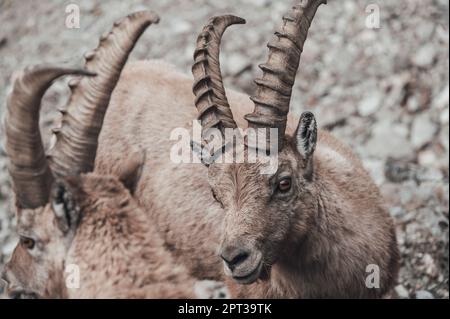 Im oberen Gesso-Tal weidende Zweige (Cuneo, Piemont, Italien) Stockfoto