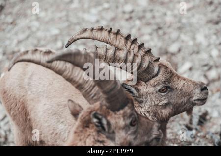 Im oberen Gesso-Tal weidende Zweige (Cuneo, Piemont, Italien) Stockfoto