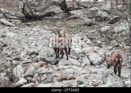 Im oberen Gesso-Tal weidende Zweige (Cuneo, Piemont, Italien) Stockfoto