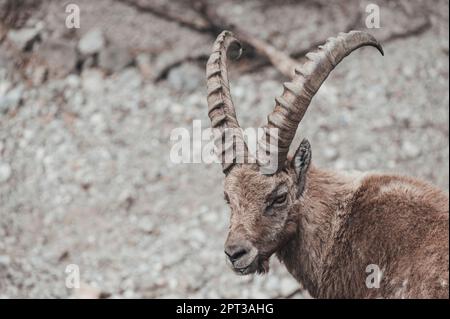 Im oberen Gesso-Tal weidende Zweige (Cuneo, Piemont, Italien) Stockfoto